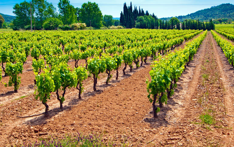 rsz_13_vineyards_provence 1000-625